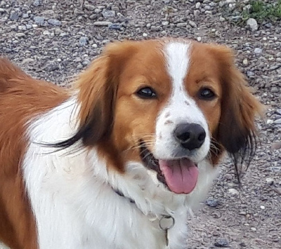 Étalon Petit chien hollandais de chasse au gibier d'eau - Missy nahja du triskel des elfes