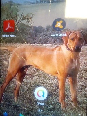 Étalon Rhodesian Ridgeback - Ninon des prouillacs