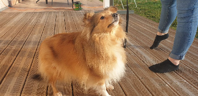 Étalon Shetland Sheepdog - Sana scarlette du Jardin d'Emmy