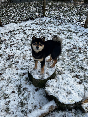 Étalon Shiba - Tyson Go Sakura Kensha