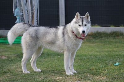 Étalon Siberian Husky - Pink Naillik's