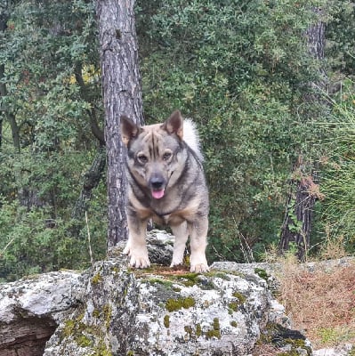 Étalon Spitz des Visigoths - Fenrir vom brüggener land