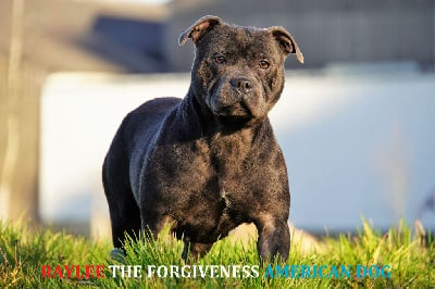 Étalon Staffordshire Bull Terrier - Raylee Forgiveness American Dog