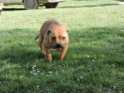Étalon Staffordshire Bull Terrier - Samba From Braveheart Story