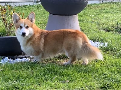 Étalon Welsh Corgi Pembroke - Royal shamrock by rimmel du Pays aux Longs Hivers