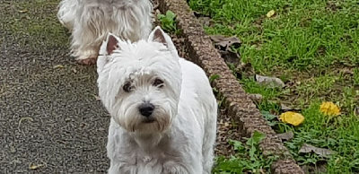 Étalon West Highland White Terrier - Thaes de Lady Pendora