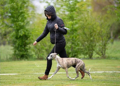 Étalon Whippet - Nouvelle histoire des plaines des Bruyères