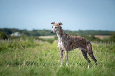 Étalon Whippet - CH. Mc douglas du manoir de la grenouilere