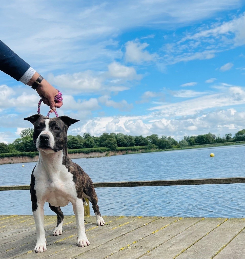 Publication : de Angel's of Carmine