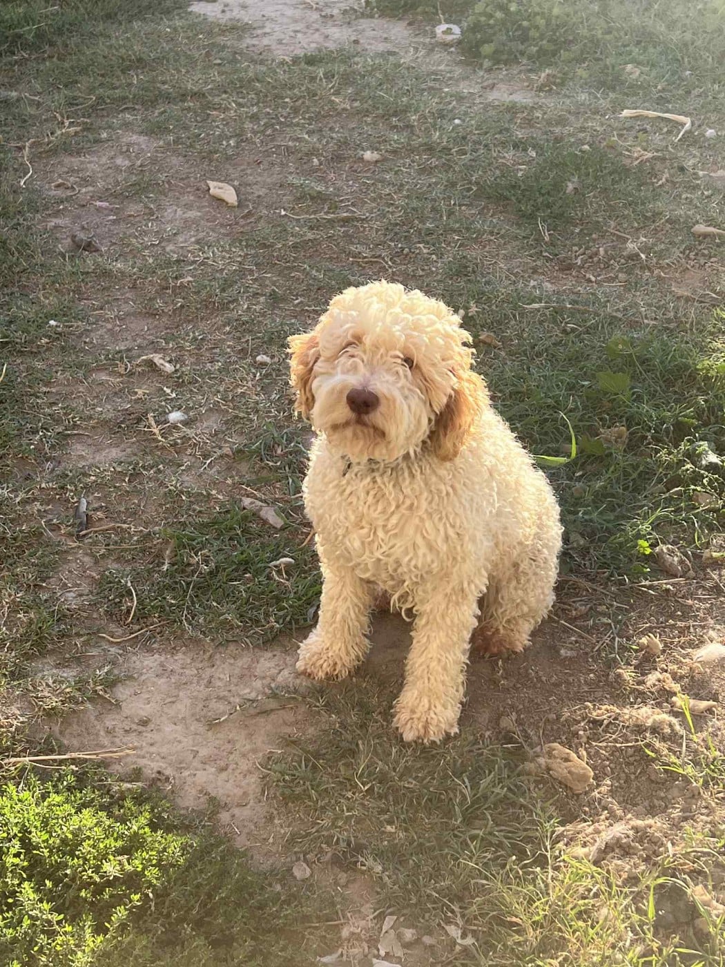 Publication : Des Minis Pepites 