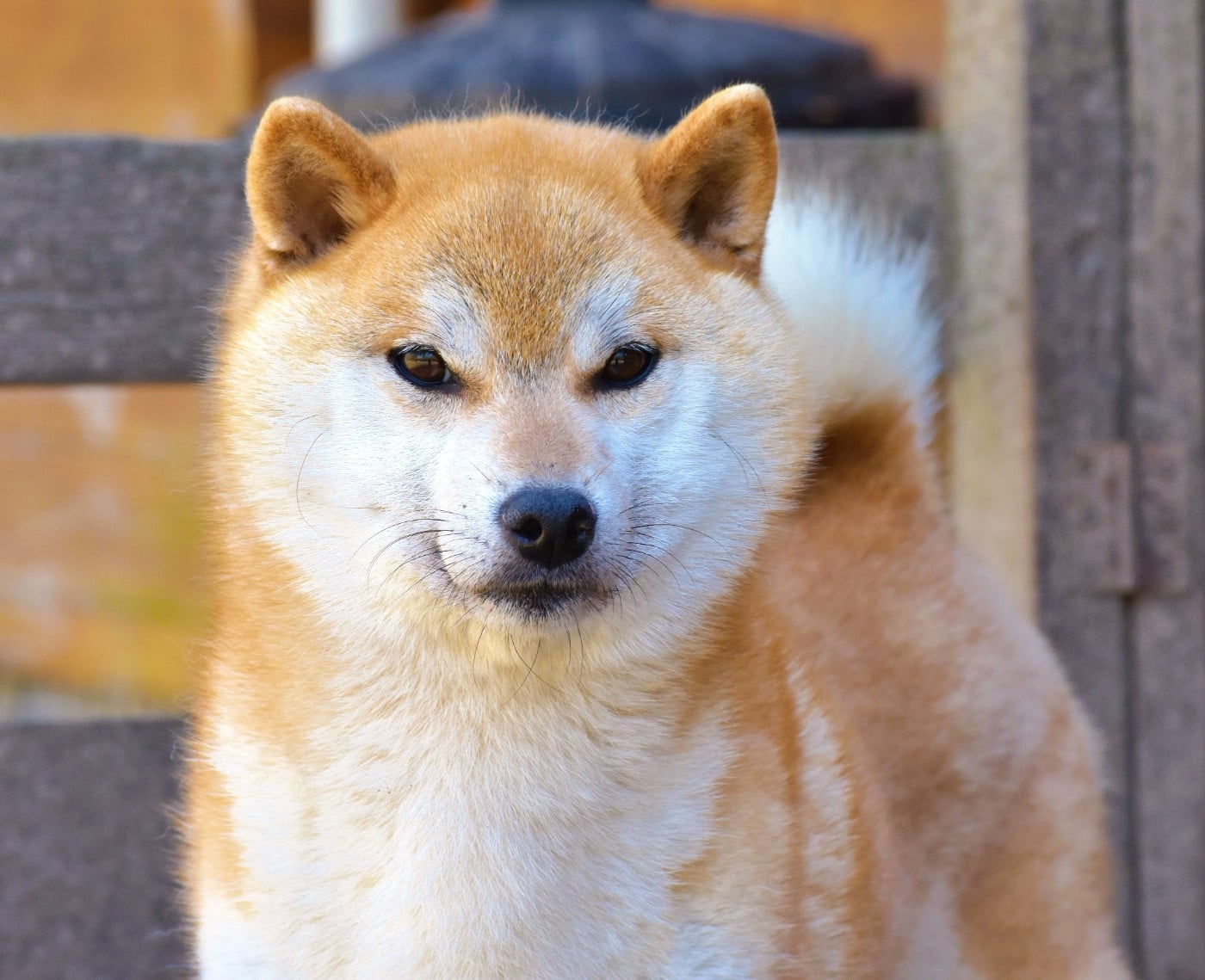 ayshiteru Taisha sanga