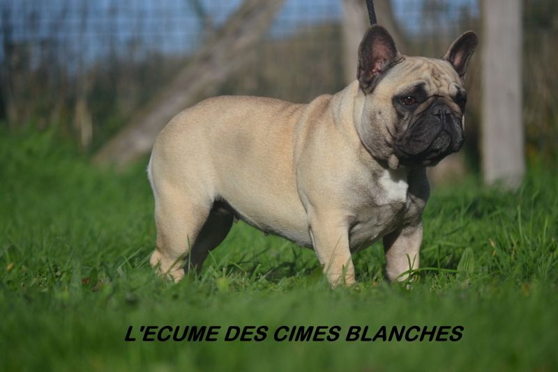 Publication : de l'écume des cimes blanches Auteur : L'ECUME DES CIMES BLANCHES