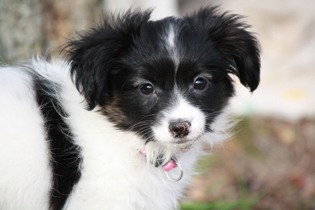 Publication : Golden Midnight