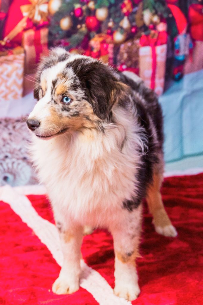 Publication : Arawak'Aussie 