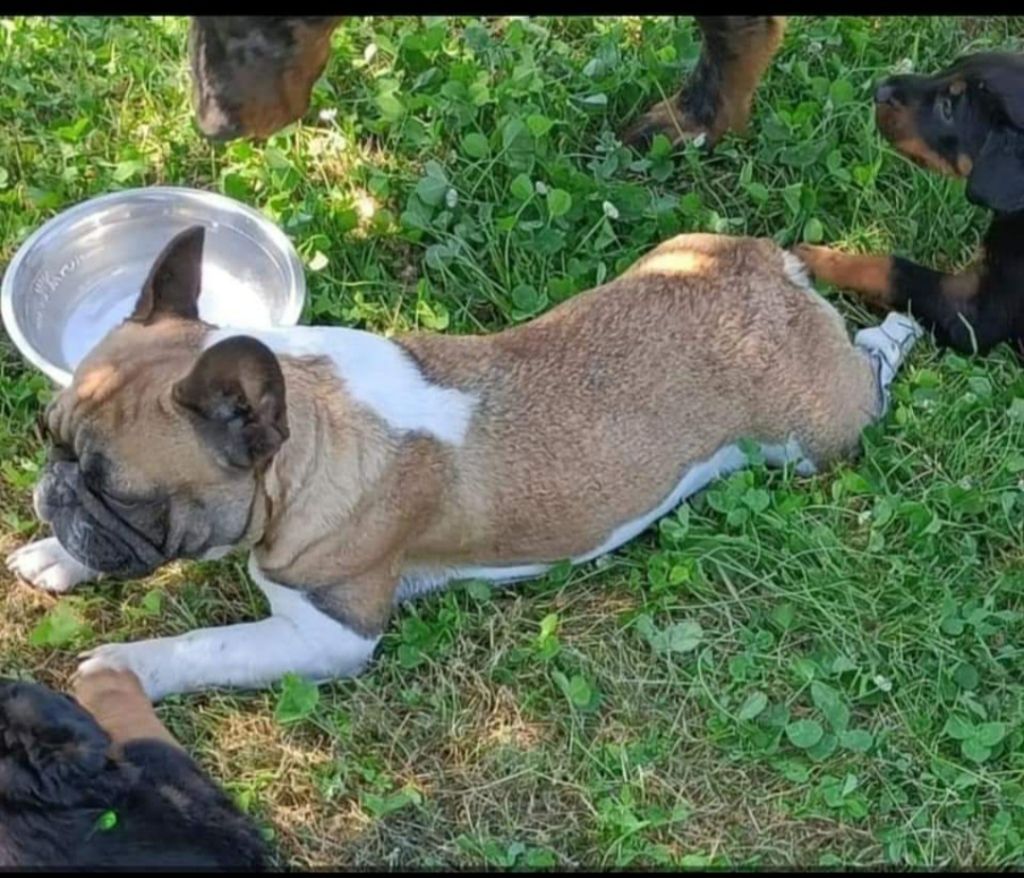 Publication : De La Fougue Du Marais Auteur : JC Meunier