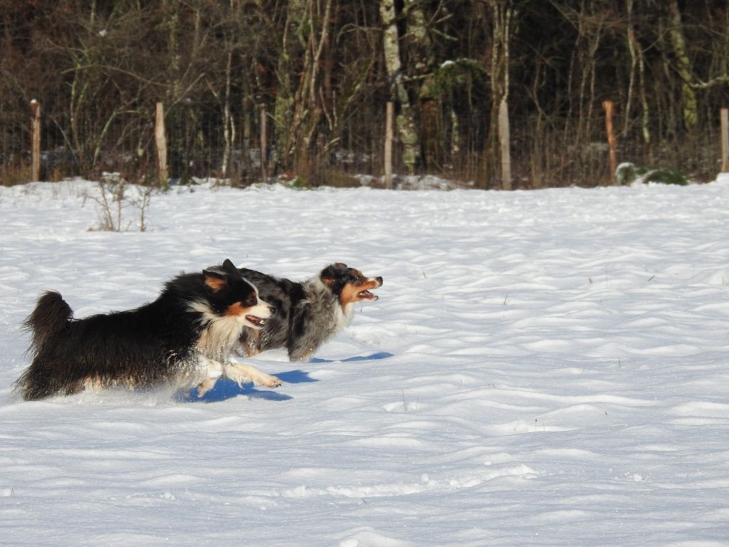 Publication : Du Sapin Vert