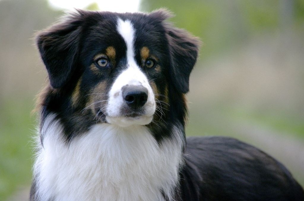 Publication : Des Bergers D'eden 