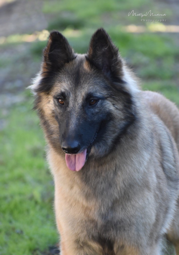 Publication : Astra Meum 