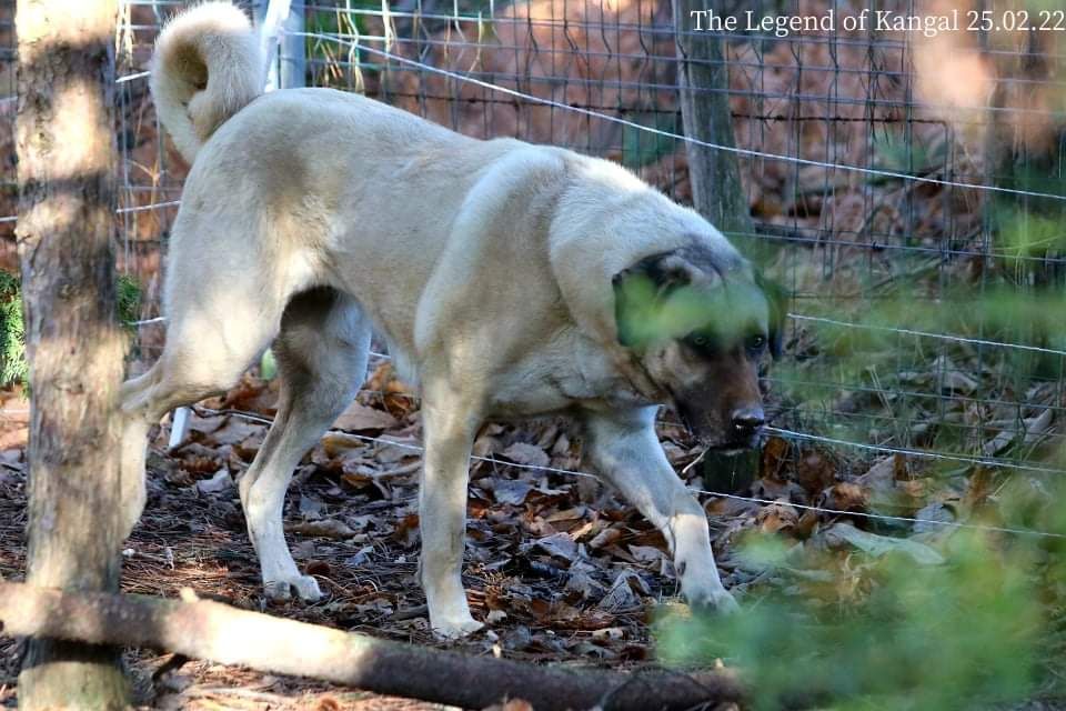 Firtina The Legend Of Kangal