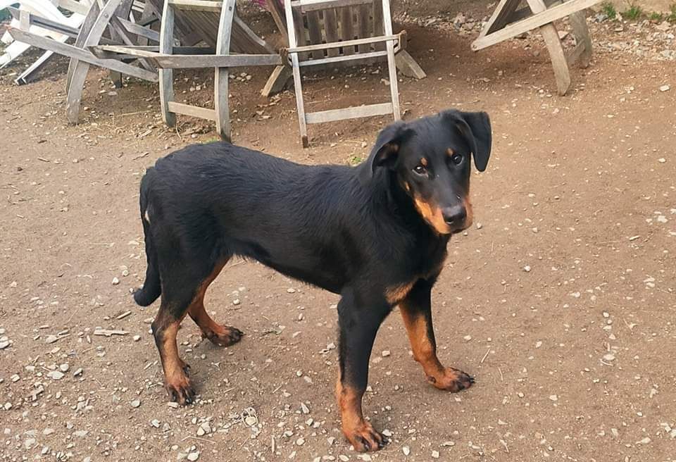 Publication : De La Grange D'Hollybug 