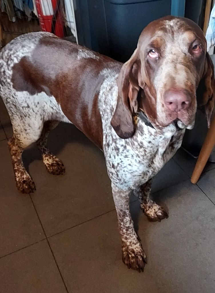 Publication : de la maison d'Omer Auteur : Goedefroit isabelle