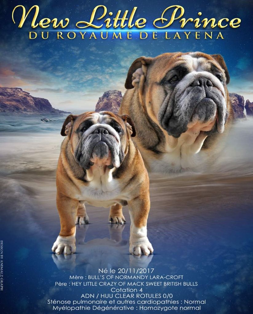 Publication : Du Royaume De Layena 