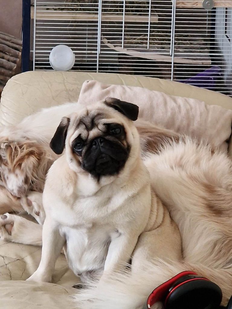 Publication : Des Chéris A Lily