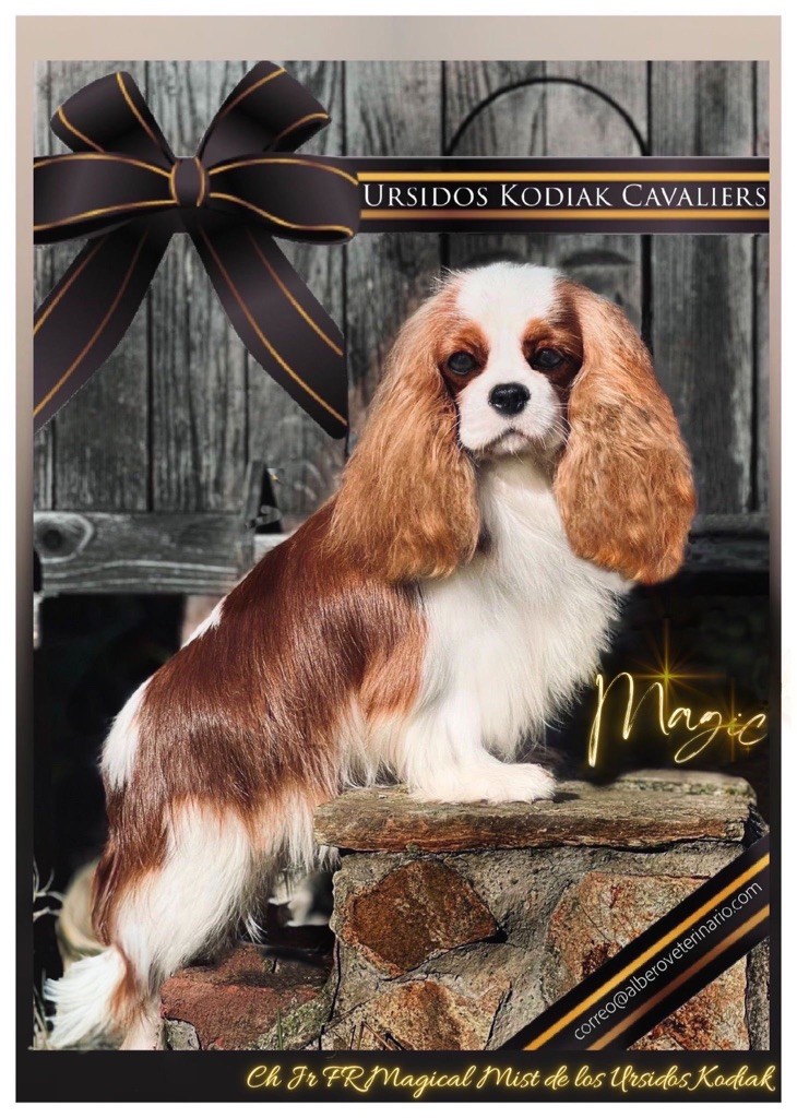 Publication : De Los Ursidos Kodiak 