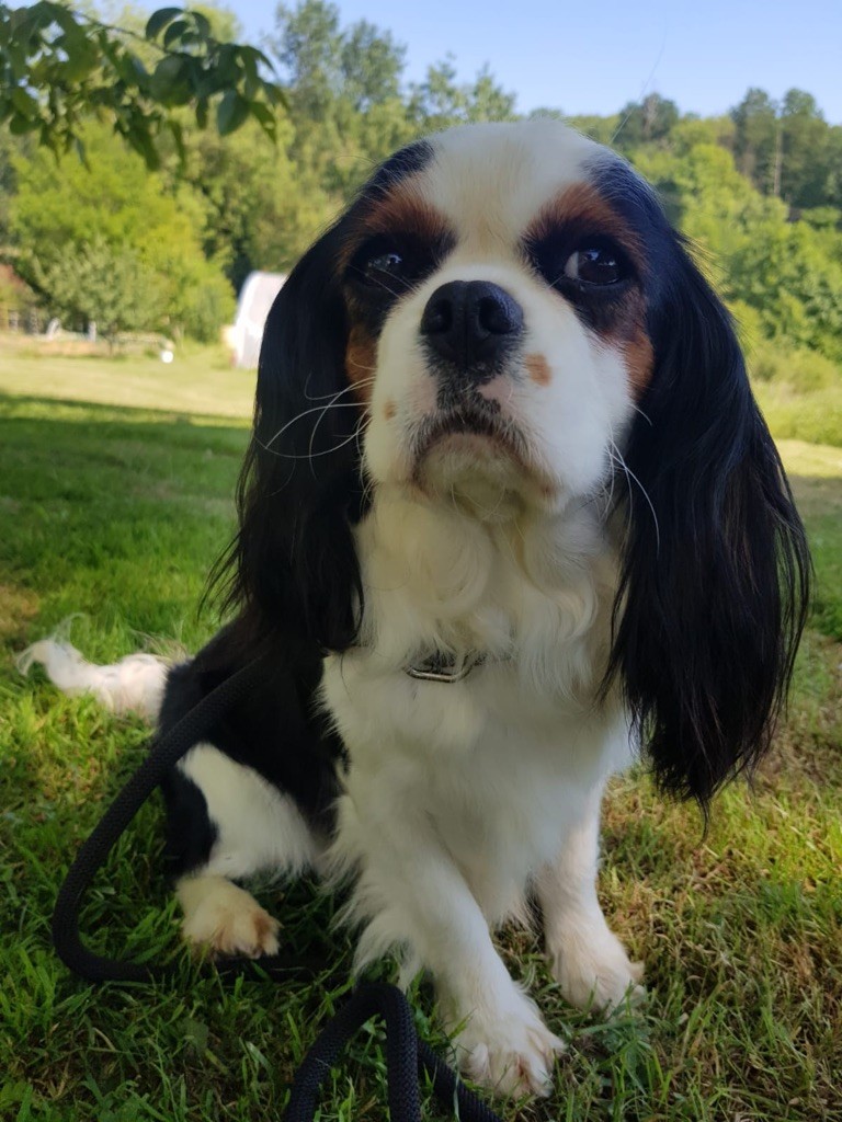 Publication : Des Eternels Charmeurs 