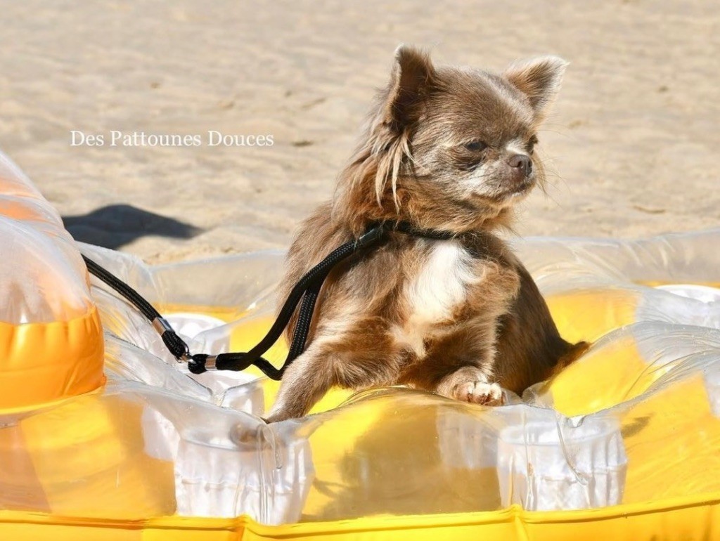 Publication : Des Pattounes Douces 