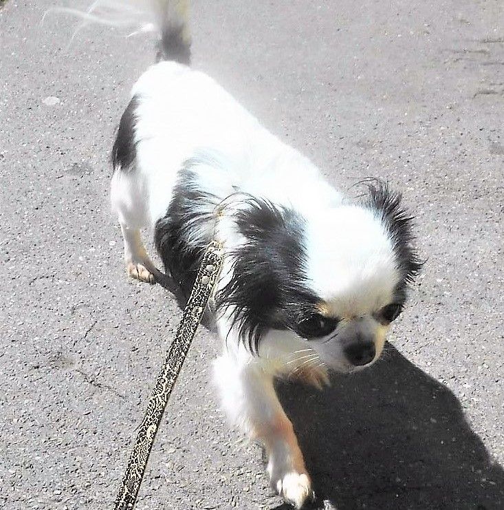 Publication : Des Bellyss Del Shalimar 