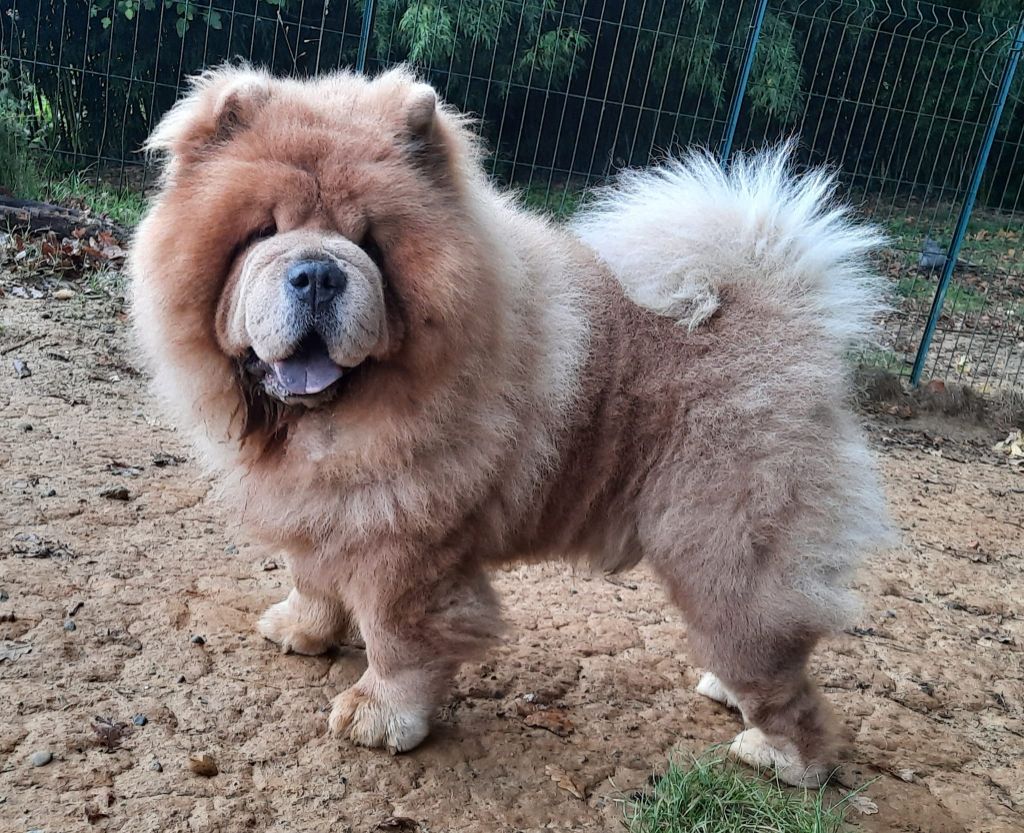 Publication : De L'Esprit De Buchido