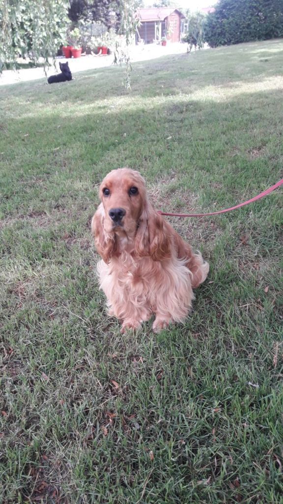 Publication : des bois de la bro Auteur : BALSSA