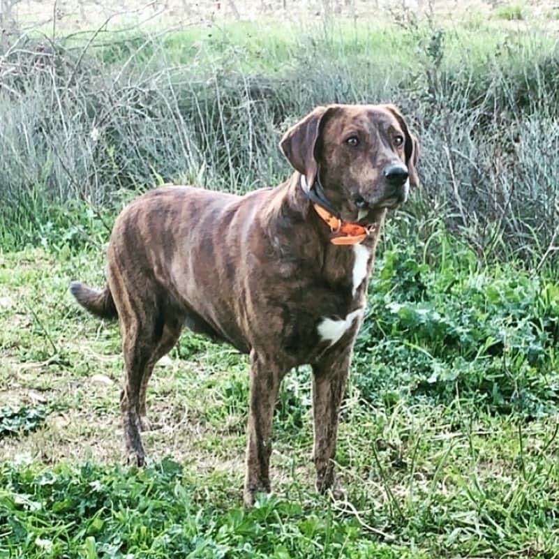 Publication : Des Joyaux D'Orsini