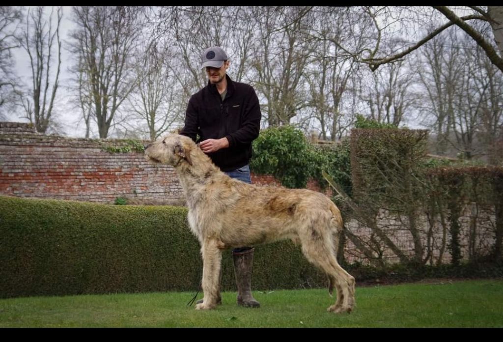 CH. Rococo Du grand chien de culann