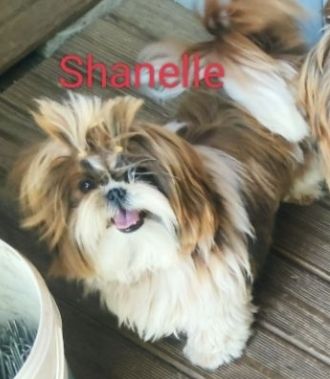 Publication : Des P'tits Bouts D'amour 