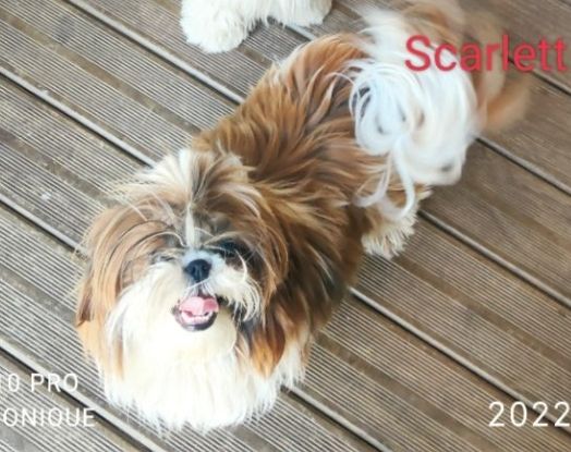 Publication : Des P'tits Bouts D'amour