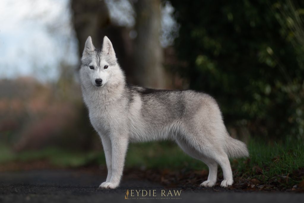 Publication : Of Legendary's Reborn