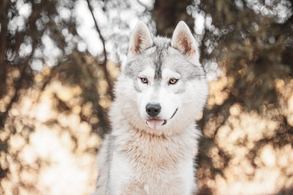 Publication : Of Artic West Wind 