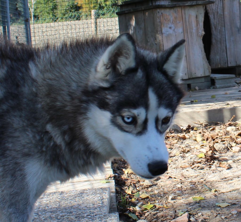 Publication : Of watson lake Auteur : of watson lake