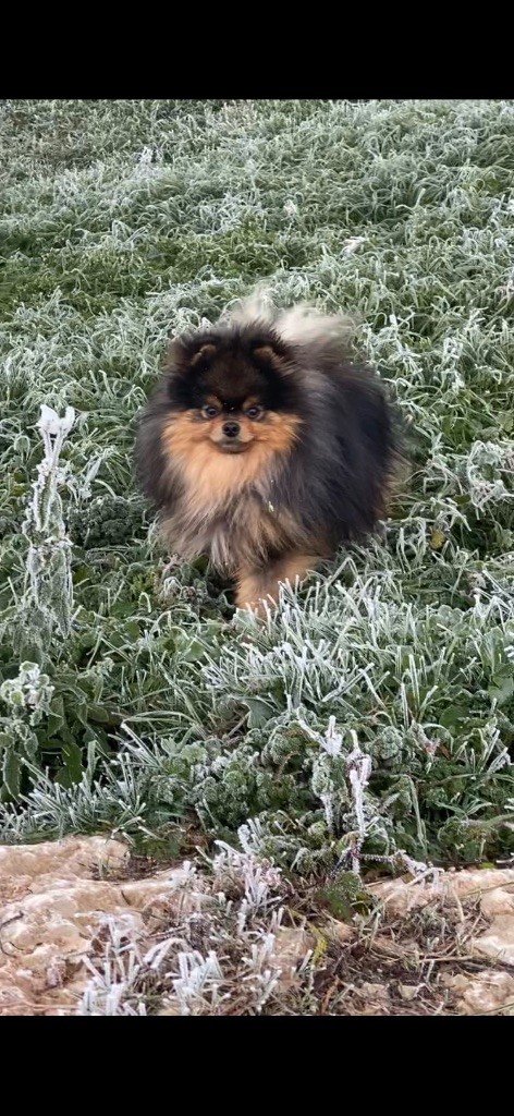 Publication : du royaume des petits Anges 