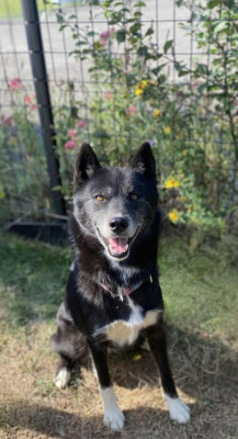 Étalon Siberian Husky - Together forever Of Winter's Whisper