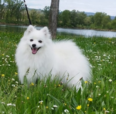 Étalon Spitz japonais - Tokyo du chant des rossignols