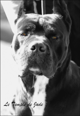 Étalon Cane Corso - Stella du temple de jade