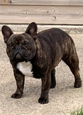 Étalon Bouledogue français - Roma cleopatra nostra du square du p'tit quinquin