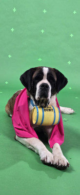 Étalon Chien du Saint-Bernard - S lagerta De l'Univers De Sirka