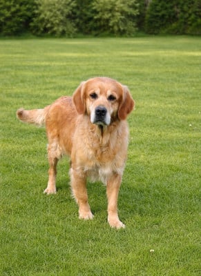 Étalon Golden Retriever - Roxane Titre Initial