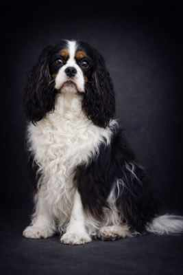 Étalon Cavalier King Charles Spaniel - Diamondskane The lion s heart king