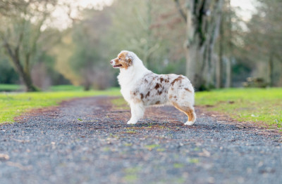 Étalon Berger Australien - Teenage dream du chemin de la belle etoile