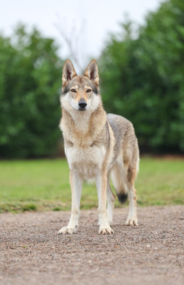 Étalon Chien-loup tchecoslovaque - tobrok Gamora cass